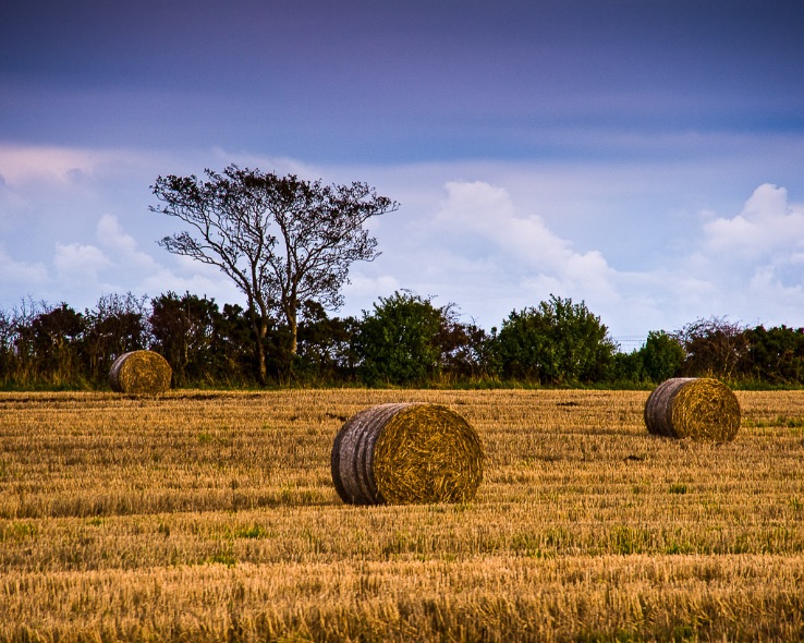 Hay Bales - 3927