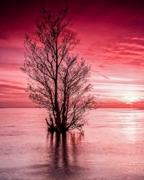 Flooded Tree, Lough Neagh - 2398