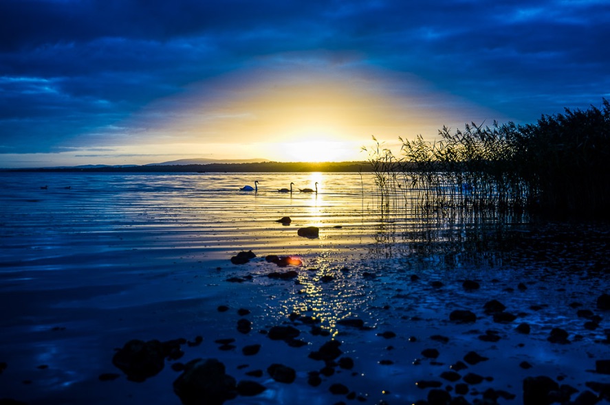 3 Swans, Lough Neagh - 3865
