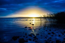 3 Swans, Lough Neagh - 3865