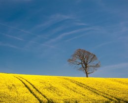 Field of Gold, Comber - 4828