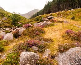 Mourne Mountains - 1574