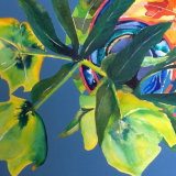 Helleborus SOLD