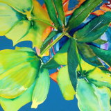 Christmas Rose SOLD
