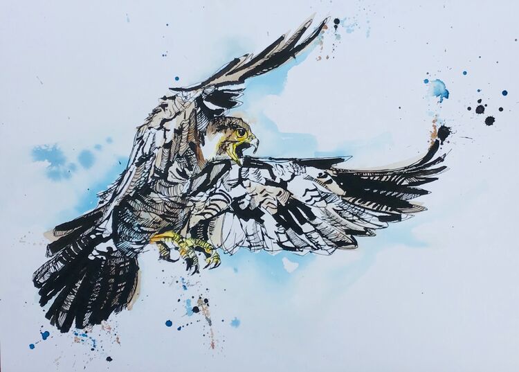 Peregrine