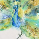 Indian peacock