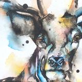 Stag