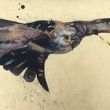 Red kite