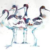 Avocets - do your own thing