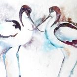 Avocets