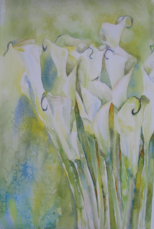 Calla lilies