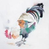 Pecking cockerel