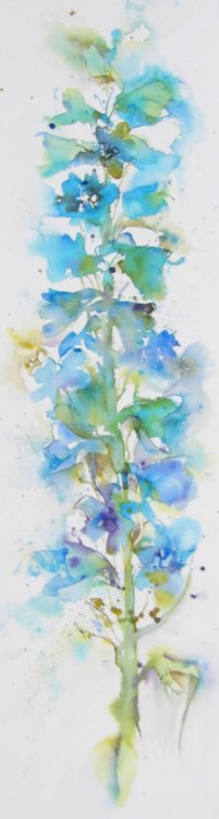 Delphinium spire