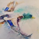 Mallard in flight