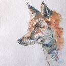 Red Fox