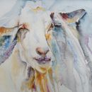 Billy goat not-so-gruff