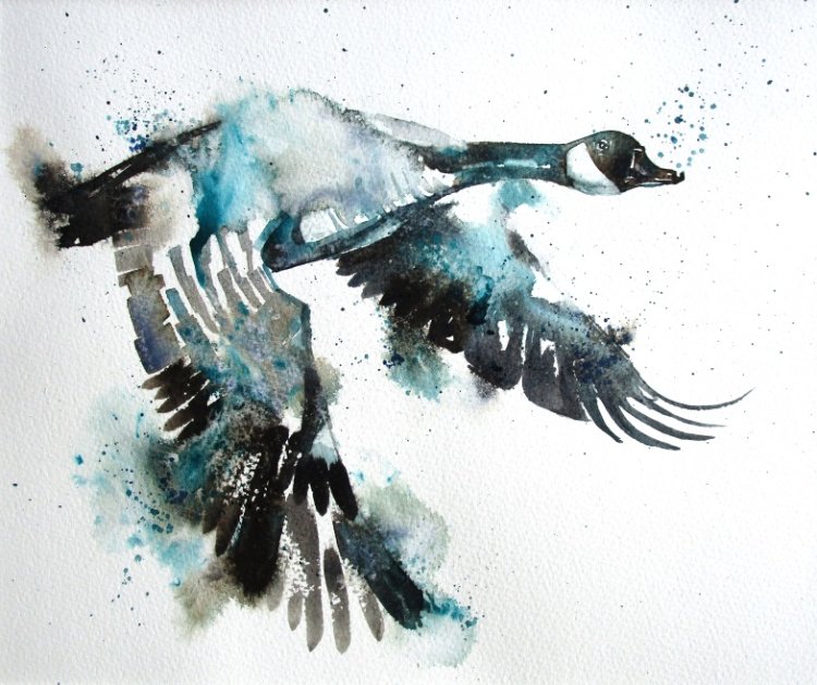 Canada goose