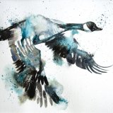 Canada goose