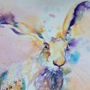 Spring hare