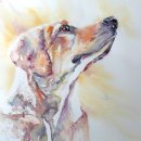 Golden labrador