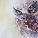 Little owl