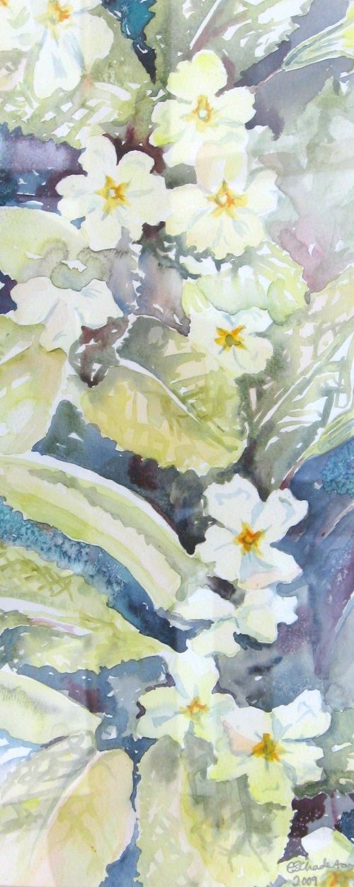 Primroses