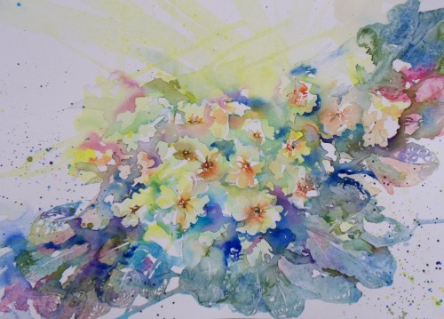Primroses 2013