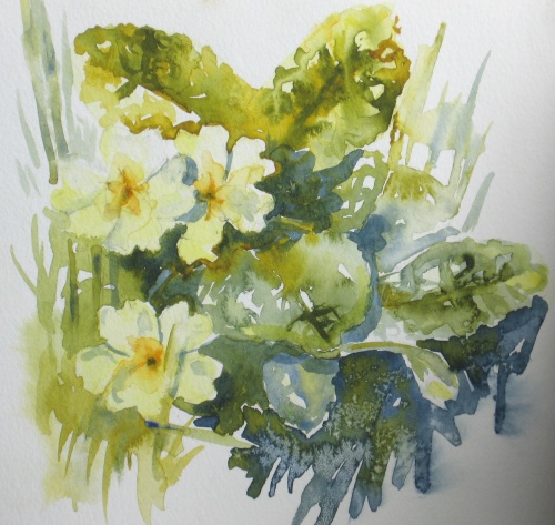 Devon primroses