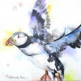 Puffin