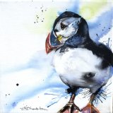 Puffin