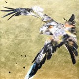Red kite