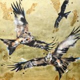 Red Kites