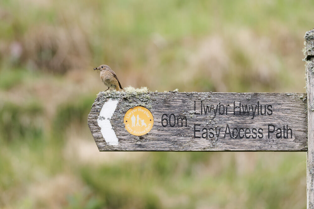 11. Common Redstart at Gilfach