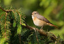 12. Common Redstart