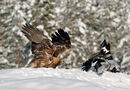 12 Golden Eagle Seeing Off Magpies