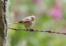 14. Common Redstart