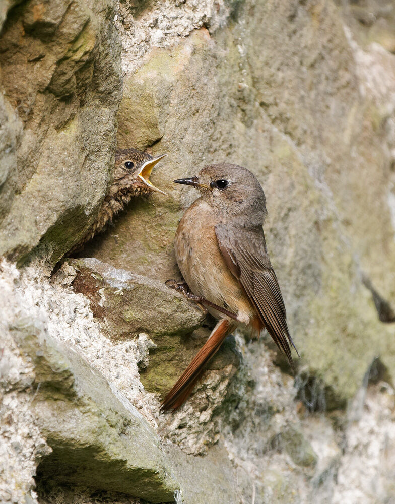 15. Common Redstart