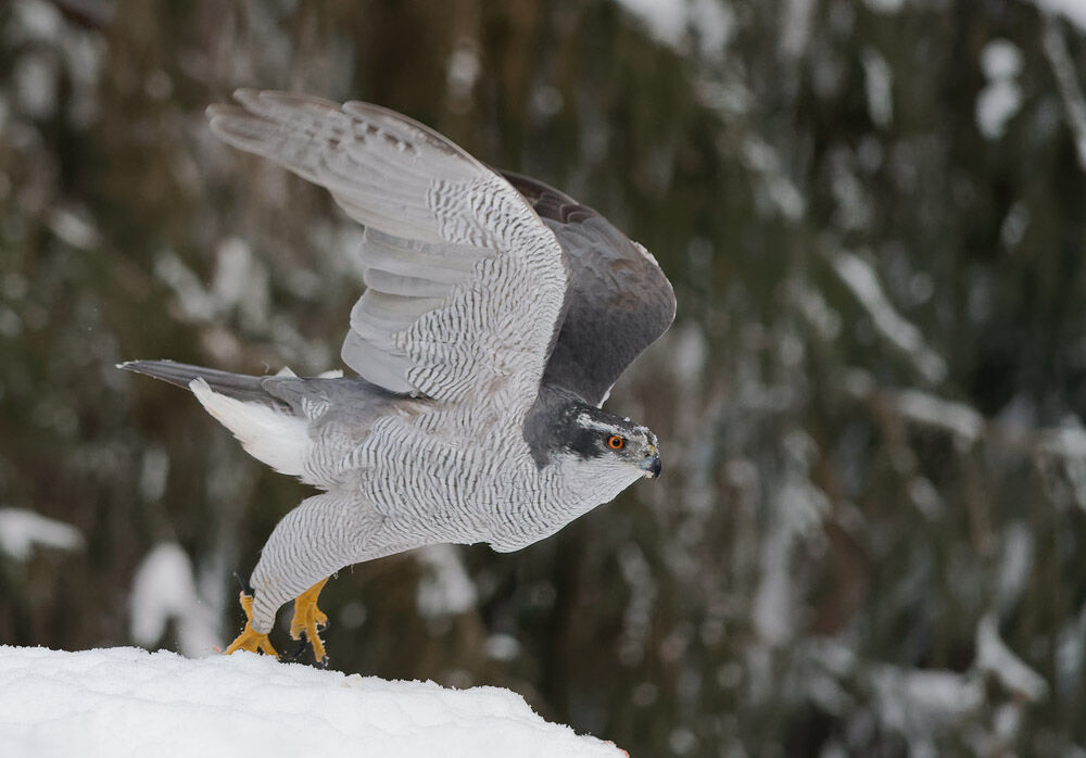 15 Goshawk Taking Off