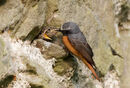 16. Common Redstart
