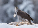16 Goshawk