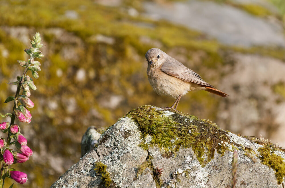 17. Common Redstart