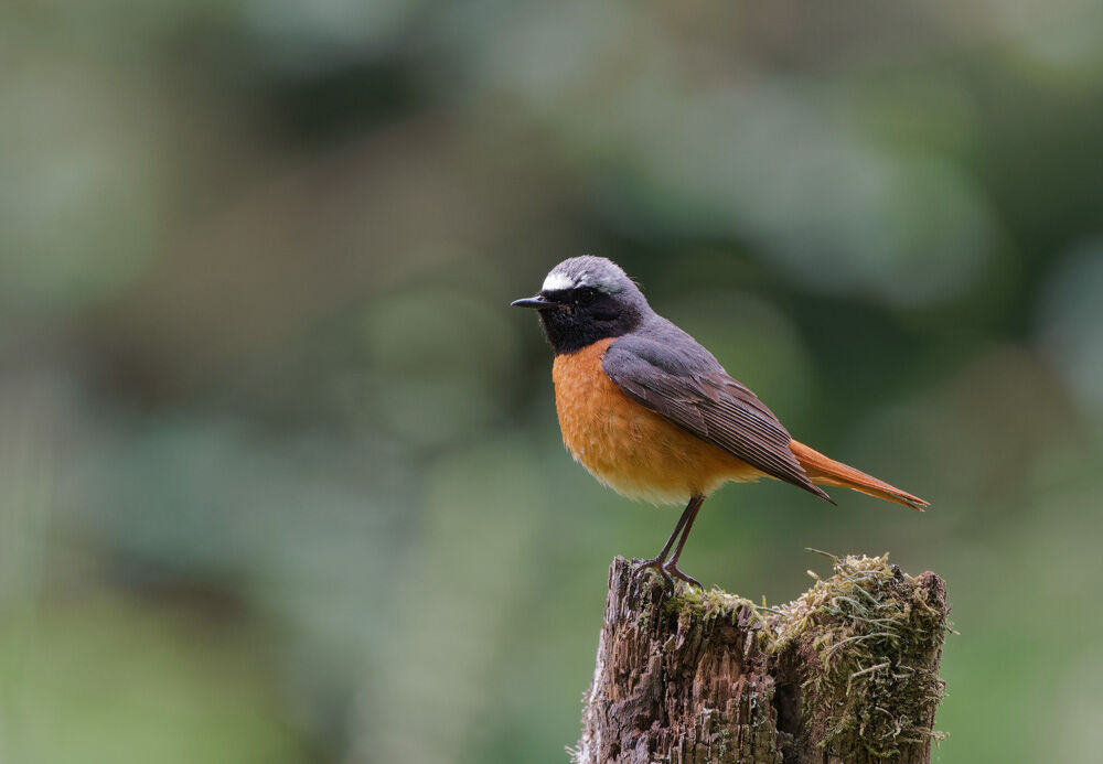 18. Common Redstart
