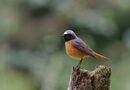 18. Common Redstart