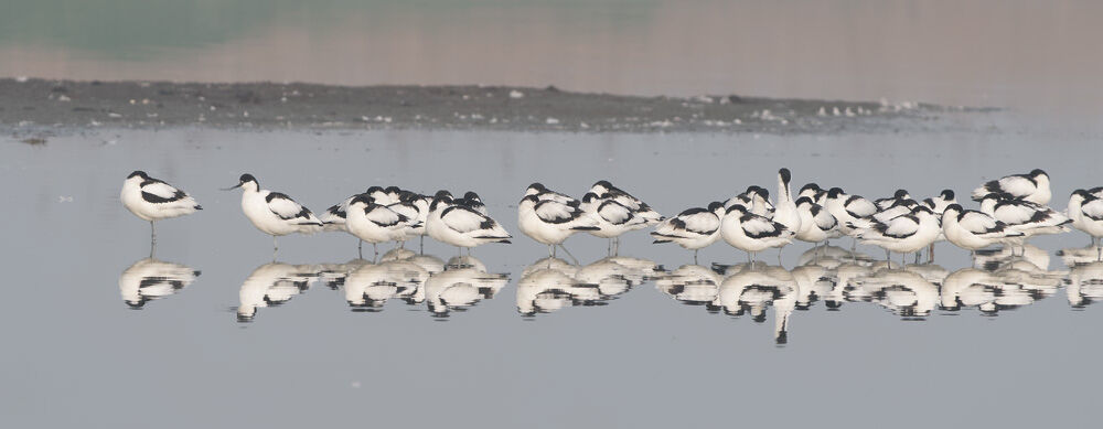 2. Avocets