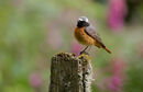 20. Common Redstart
