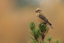 22. Crossbill