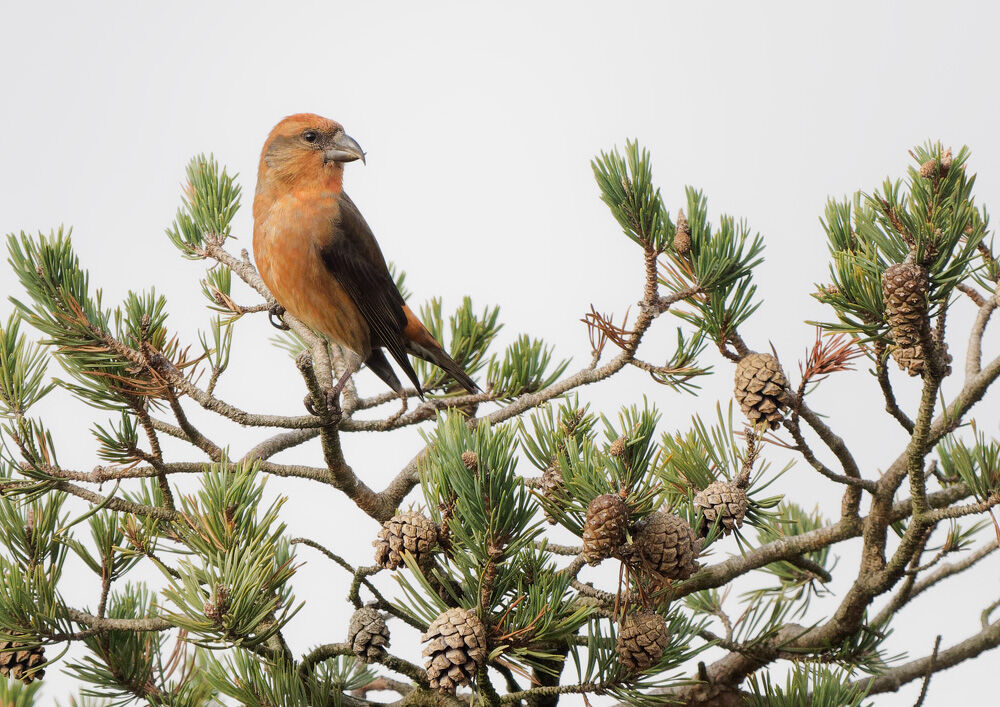 23. Crossbill