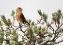 23. Crossbill