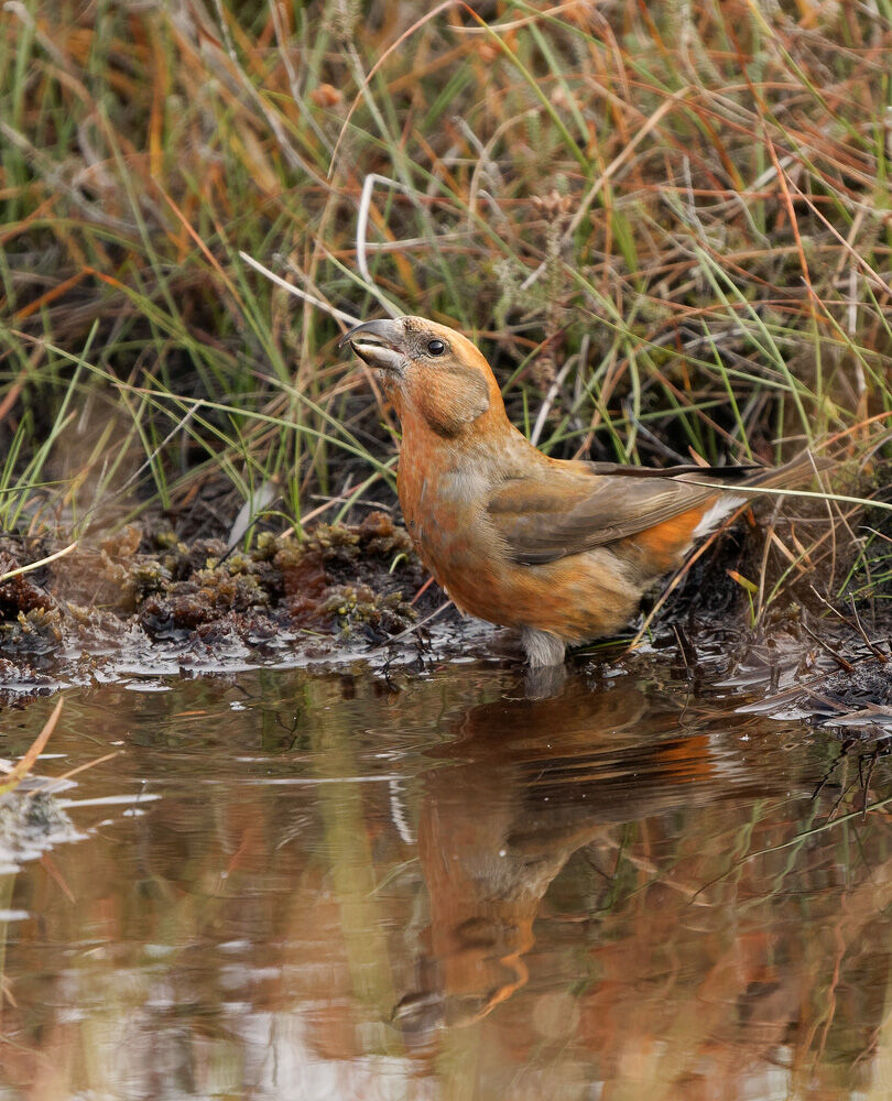 24. Crossbill