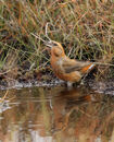 24. Crossbill